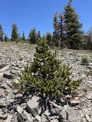 Pinus longaeva