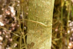 Diploderma polygonatum polygonatum