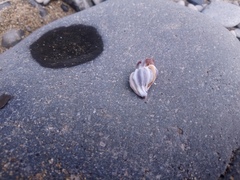 Boreotrophon candelabrum