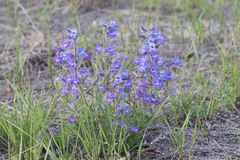 Penstemon gormanii
