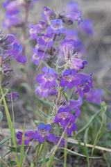 Penstemon gormanii