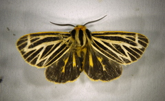 Apantesis virguncula