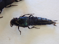 Philonthus caeruleipennis