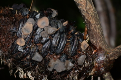 Banksiamyces macrocarpus