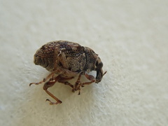 Rhinoncus bruchoides