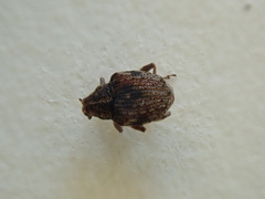 Rhinoncus bruchoides