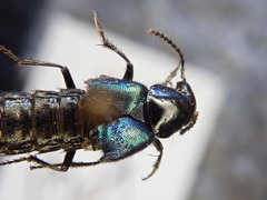 Philonthus caeruleipennis