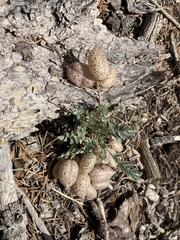 Astragalus platytropis