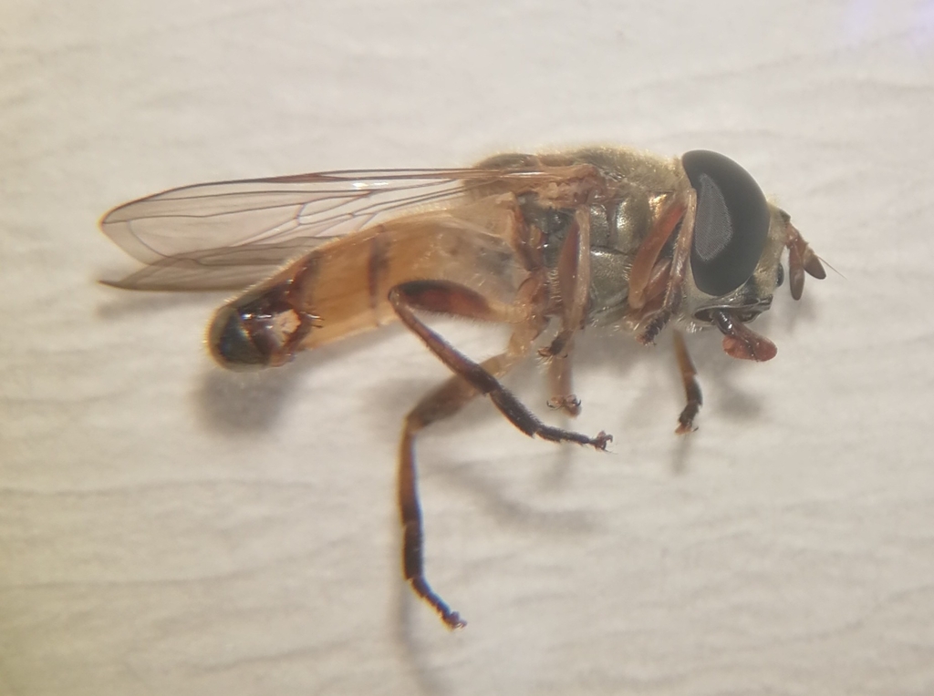 Afroxanthandrus