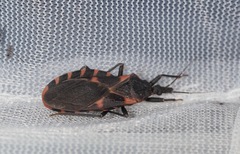Triatoma sanguisuga
