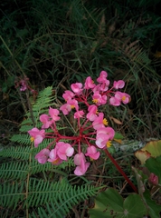 Begonia bracteosa