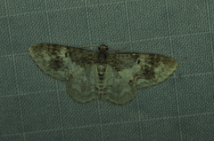 Hydrelia condensata