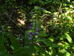Campanula bononiensis