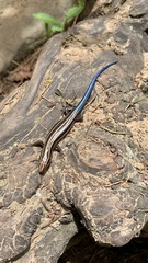 Plestiodon inexpectatus