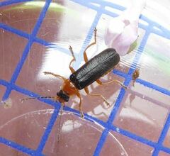 Cantharis nigra