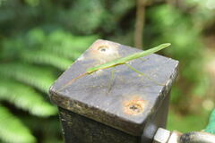 Micadina phluctainoides