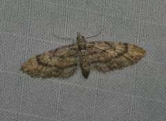 Eupithecia palpata