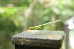 Micadina phluctainoides