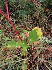 Begonia bracteosa