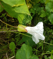 Calystegia silvatica