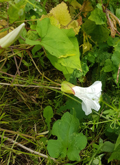 Calystegia silvatica