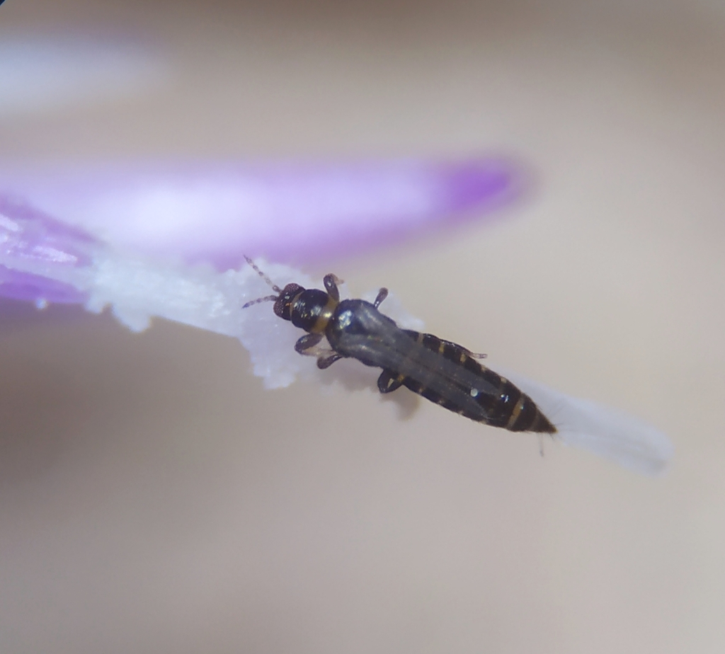 Thrips physapus