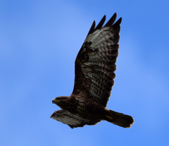 Buteo buteo
