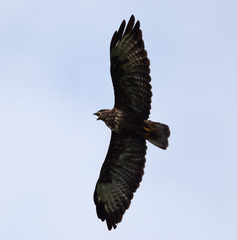 Buteo buteo