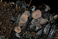 Banksiamyces macrocarpus