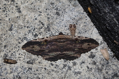 Anisoneura aluco