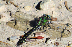 Ophiogomphus carolus