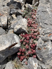 Eriogonum holmgrenii