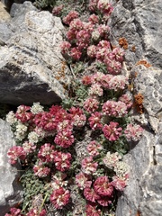 Eriogonum holmgrenii