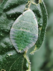 Tituria planata