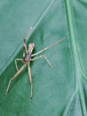 Epidaus sexspinus