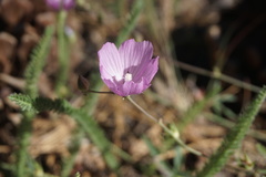 Sidalcea asprella