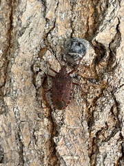 Apodiphus integriceps
