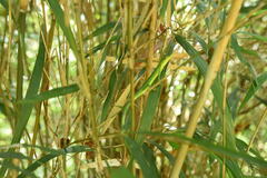 Takydromus smaragdinus