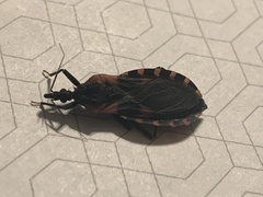 Triatoma sanguisuga