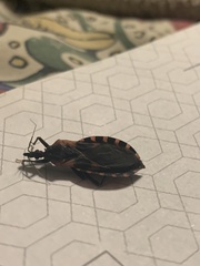 Triatoma sanguisuga
