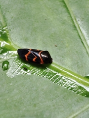 Okiscarta