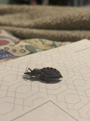 Triatoma sanguisuga