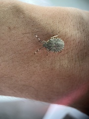 Rhaphigaster nebulosa