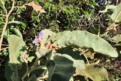 Solanum falciforme