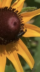 Nemognatha nemorensis