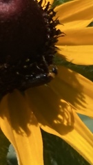 Nemognatha nemorensis