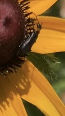 Nemognatha nemorensis