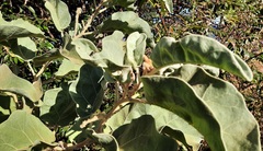 Solanum falciforme