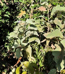 Solanum falciforme