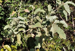 Solanum falciforme